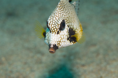 Smooth Trunkfish Lactophrys triqueter Swimming
