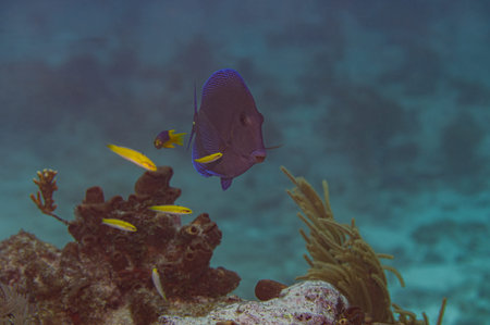 Atlantic blue tang Acanthurus coeruleus swimming near coral reef in Key Largo