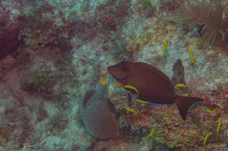 Atlantic Blue Tang Acanthurus coeruleus at a Yellowtail Wrasse Thalassoma bifasciatum cleaning...