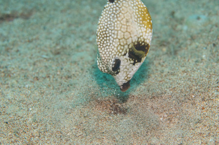 Smooth Trunkfish Lactophrys triqueter Feeding in the Sand