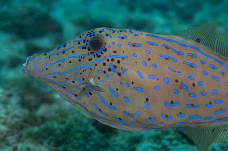 Scrawled Filefish Adult Phase Aluterus Scriptus