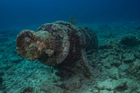 Historic navigation buoy resting on Key Largo seabed