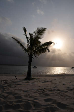 palm at lagoa poelelaの写真素材