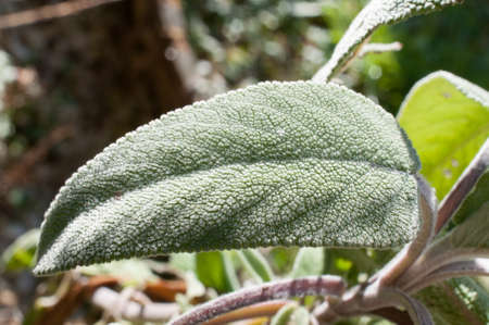 sage leaf