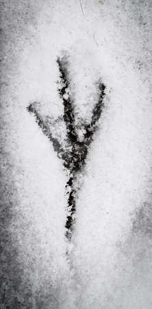 bird footprint into the snowの写真素材