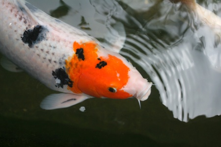 fishの写真素材