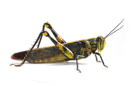 grasshopper.の写真素材