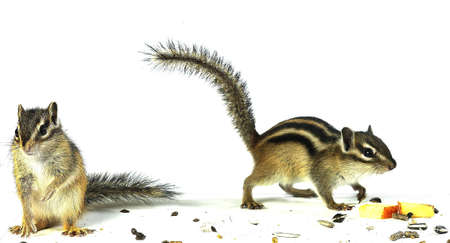 chipmuck,squirrel.の写真素材