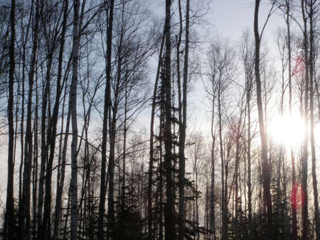 Alaska Winter Sunshine
