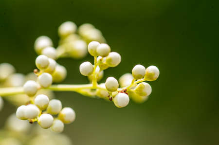 beautiful spring apricot white flowers on the nature backgroundの写真素材