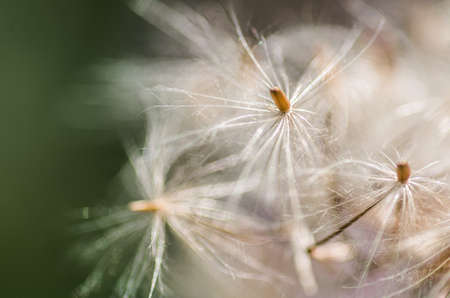 white dandelion blowball on the nature backgroundの写真素材