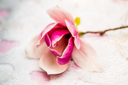 pink rose on the pink soft rug on nature backgroundの写真素材