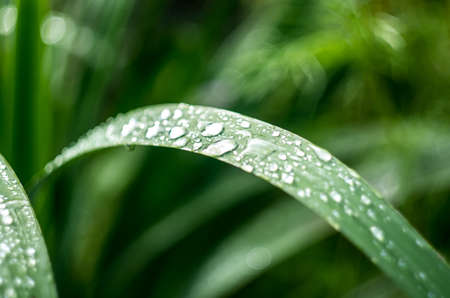 green grass with dew and rain drops