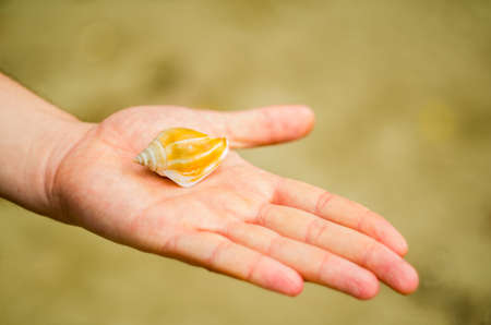 hand with a beautiful conchの写真素材