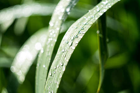 green grass with dew and rain dropsの写真素材