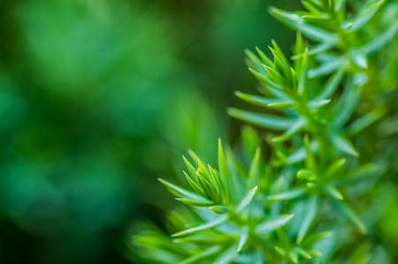 ever green pine tree leaves on a nature backgroundの写真素材