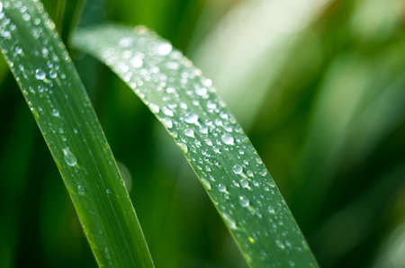 green grass with dew and rain dropsの写真素材