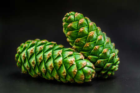 green fir cones on the black backgroundの写真素材