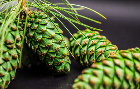 green fir cones on the black backgroundの写真素材
