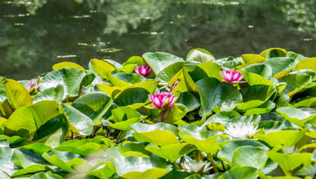 bright lotus in the lake on nature backgroundの写真素材