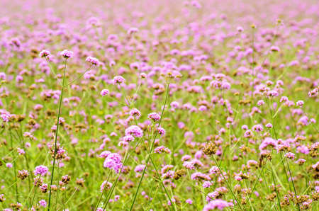 purple flowers on the meadowの写真素材
