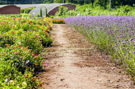 farm with flower lawnsの写真素材