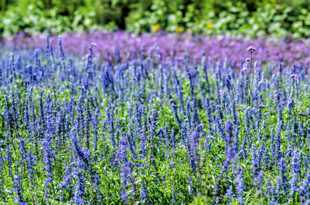 purple flowers on the meadowの写真素材