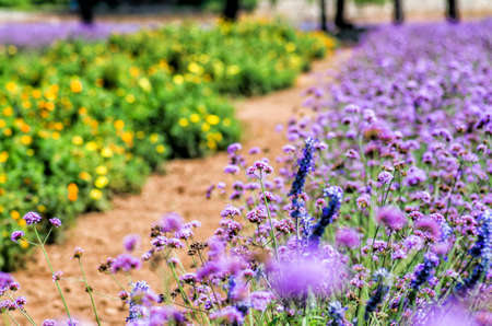 farm with flower lawnsの写真素材