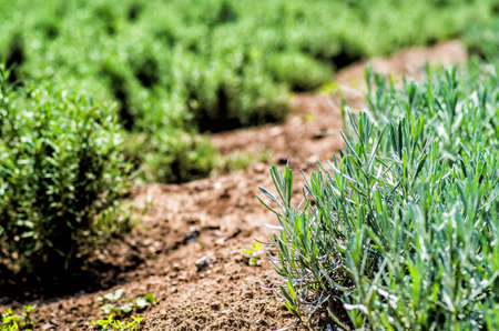 young green plant springs on the groundの写真素材