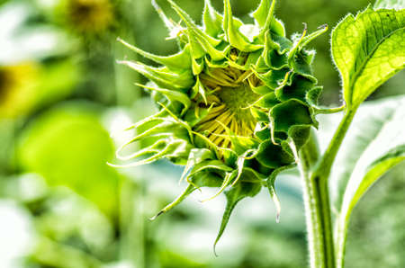 sunflower on the nature backgroundの写真素材