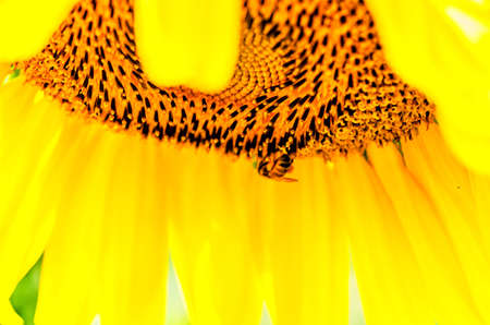 sunflower on the nature background macroの写真素材