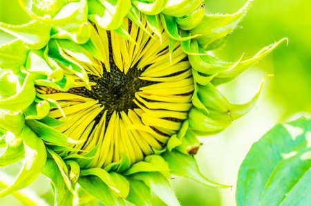sunflower on the nature backgroundの写真素材