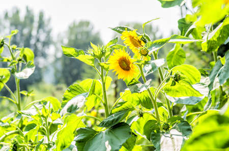 sunflowers on the nature backgroundの写真素材