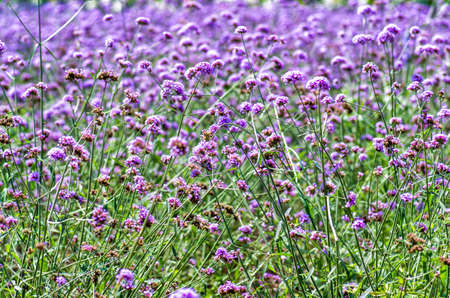 purple flowers on the meadowの写真素材