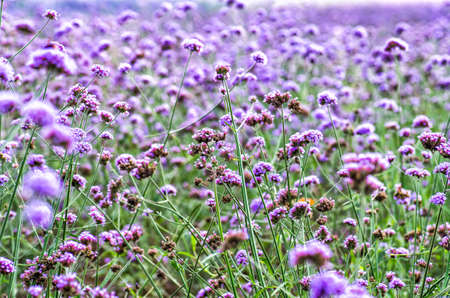 purple flowers on the meadowの写真素材