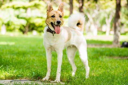 cute active dog standing in the park on green grassの写真素材