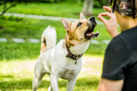 a man with dreadlocks is feeding his dog in the parkの写真素材
