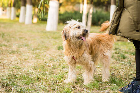 cute domestic dog walking with its owner. friendship concept.