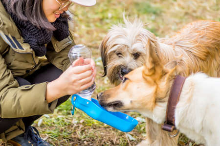dog in the park drinking from the drinking bowlの写真素材