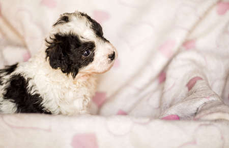cute black and white puppy sitting on a pink mat with heartsの写真素材