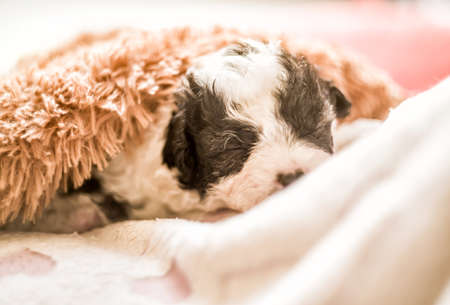 cute black and white puppy sleeping on a pink mat with hearts under brown soft rugの写真素材