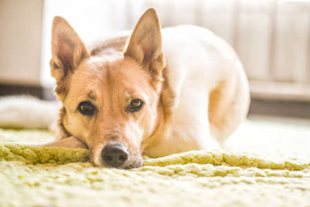 cute mixed breed white and brown dog laying on a green rugの写真素材