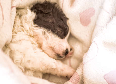 cute black and white puppy sleeping on a pink blanket with heartsの写真素材