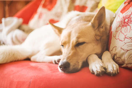 cute mixed breed white and brown dog laying on a bright sofa at homeの写真素材