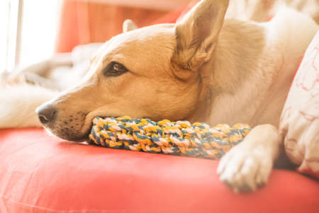 cute mixed breed white and brown dog laying on a bright sofa at home with a toyの写真素材