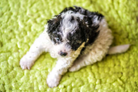 cute white and black puppy with curly hair sitting on green rug at homeの写真素材