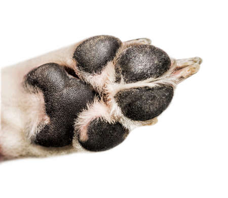 Close-up of white and black dog paw isolated on white backgroundの写真素材
