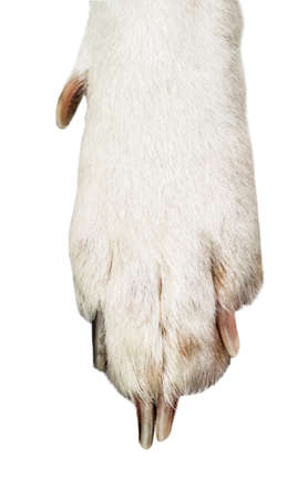 Close-up of white and black dog paw isolated on white backgroundの写真素材