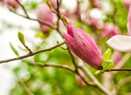 white, pink and purple chinese magnolia flowers on a tree ona blue sky backgroundの写真素材