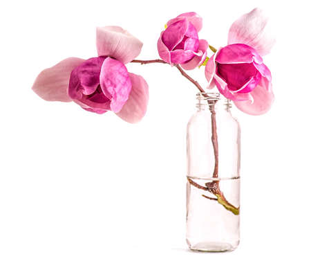 Closeup pink and purple chinese magnolia in a glass bottle on white backgroundの写真素材